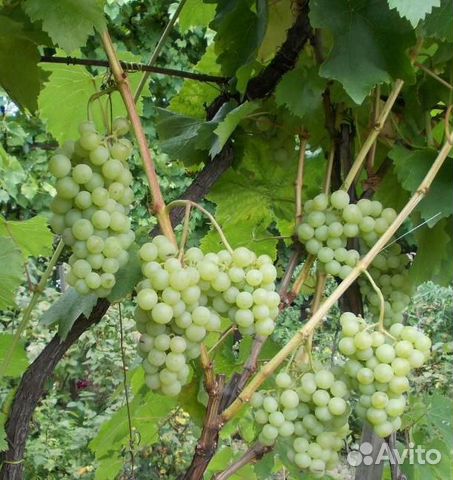 Ранние винные сорта винограда Ранние винные сорта винограда