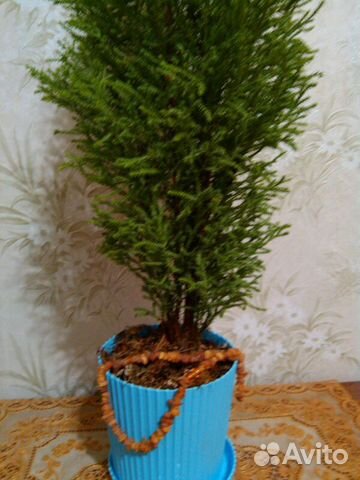 Кипарисовик комнатный Кипарисовик комнатный