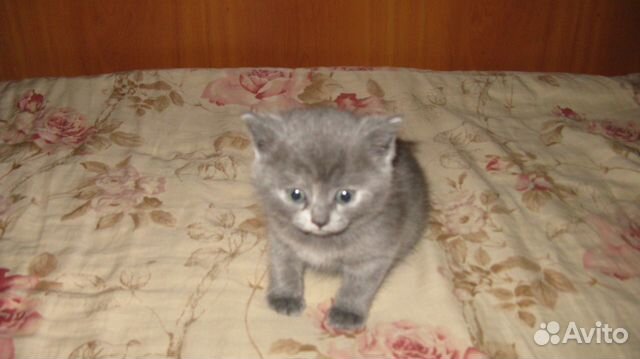 Продаем котят британских купить на Зозу.ру - фотография № 2