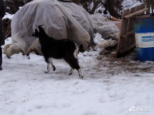 Продаются козы купить на Зозу.ру - фотография № 1