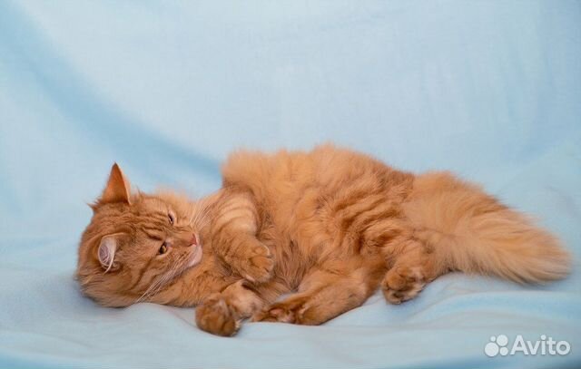 Шикарный рыжий котик в добрые руки купить на Зозу.ру - фотография № 9