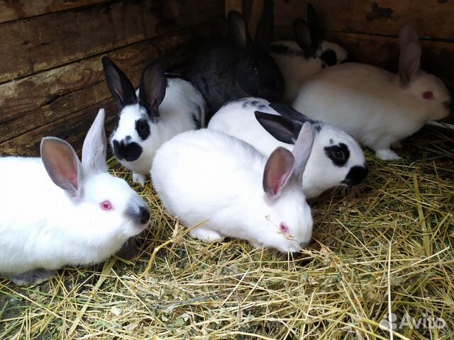 Продам кроликов от 2 до 5 месяцев купить на Зозу.ру - фотография № 1