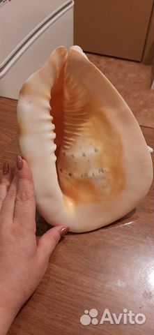 Морская раковина с Греции огромная