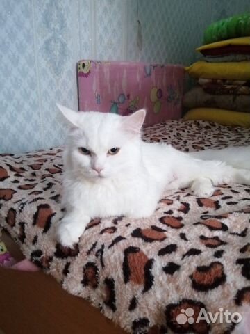 Белые котята купить на Зозу.ру - фотография № 4