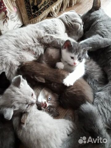 Котята красавчики купить на Зозу.ру - фотография № 1