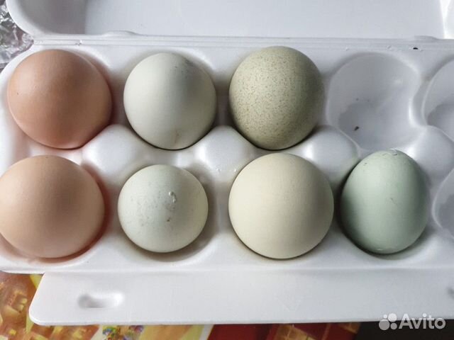 Яйцо на вывод купить на Зозу.ру - фотография № 1