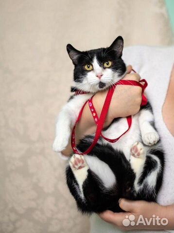 Стерелизованная кошечка в дар Стерелизованная кошечка в дар