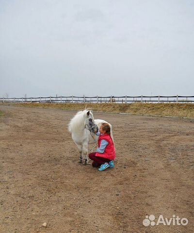 Миниатюрная лошадь/miniature Horse купить на Зозу.ру - фотография № 5