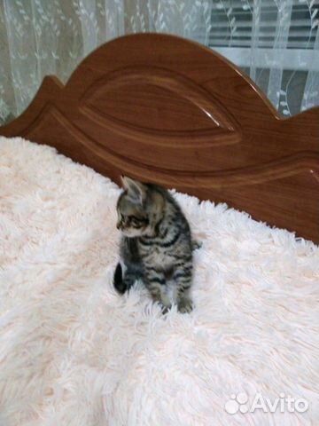 Кошечка в добрые руки купить на Зозу.ру - фотография № 3