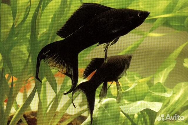 Меченосец аквариумная рыбка (цвет черный) купить на Зозу.ру - фотография № 1