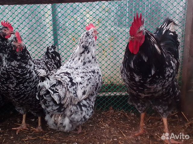 Яйца инкубационные от ливенских кур купить на Зозу.ру - фотография № 10