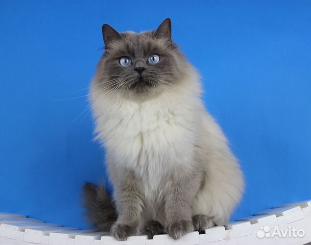 Юный котик Рэгдолл (ragdoll) с правом разведения