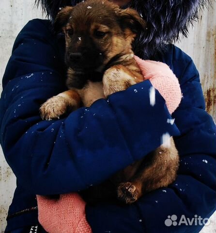 Собака и щенки купить на Зозу.ру - фотография № 3