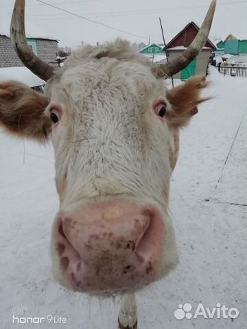 Корова стельная купить на Зозу.ру - фотография № 1
