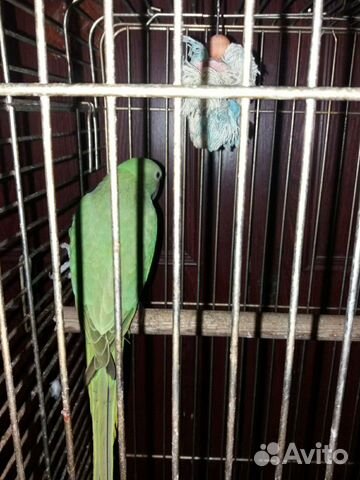 Ожереловый попугай ручной купить на Зозу.ру - фотография № 4