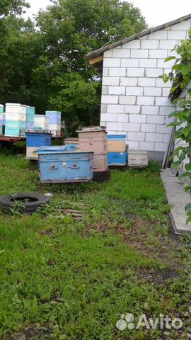 Пчелосемьи продам купить на Зозу.ру - фотография № 1