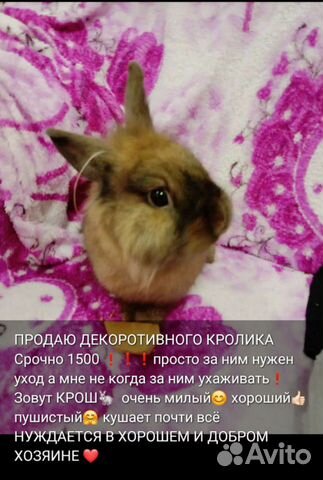Декоротивный Кролик купить на Зозу.ру - фотография № 1