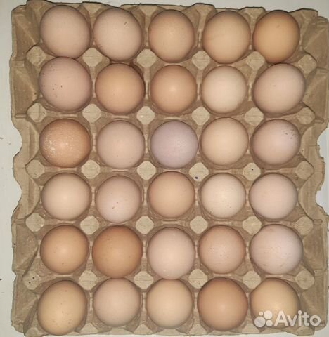 Инкубационное яйцо кур купить на Зозу.ру - фотография № 3