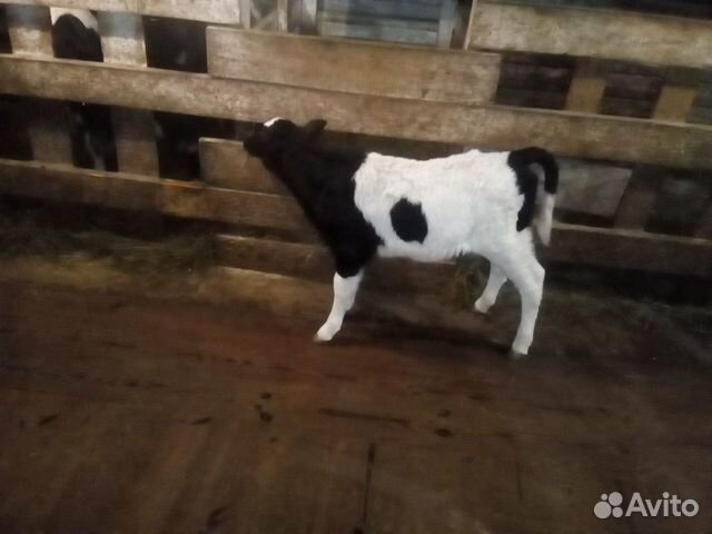 Купить корову в красноярском. Фото месячной телочки месячной черно. Купить корова Красноярск край.