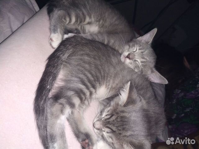 Котята