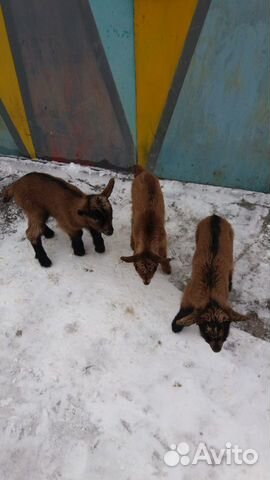 Альпийские козлята купить на Зозу.ру - фотография № 2