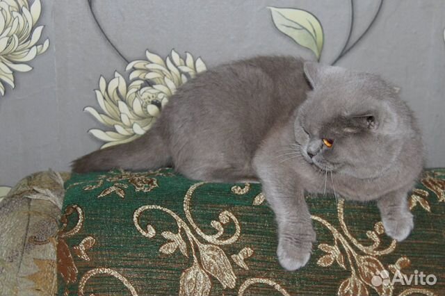 Британская кошка в дар купить на Зозу.ру - фотография № 1