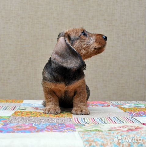 Купить Мини Таксу Заводчик