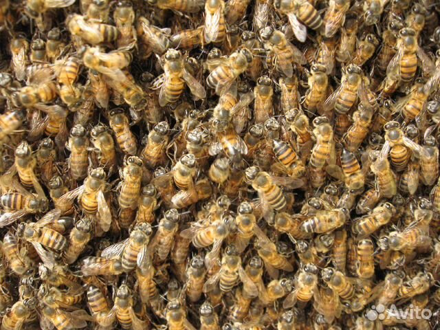 Пчелопакеты,пчеломатки бакфаст купить на Зозу.ру - фотография № 2