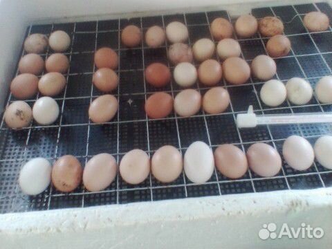 Перепелята, яйца для инкубатора купить на Зозу.ру - фотография № 3