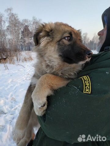 Отличный щенок на охрану купить на Зозу.ру - фотография № 2