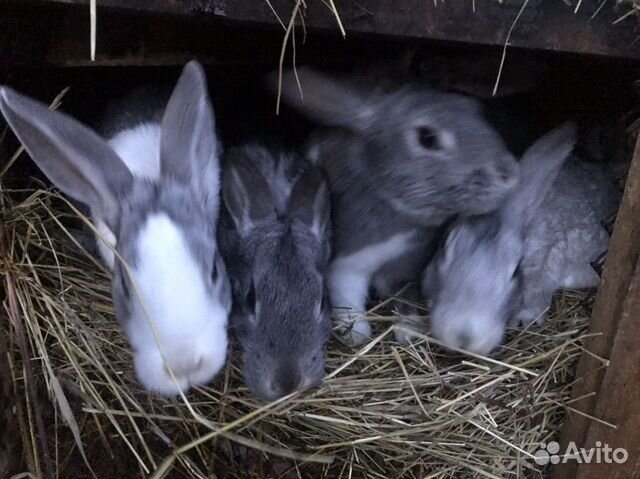 Кролики, 6-8 мес купить на Зозу.ру - фотография № 1