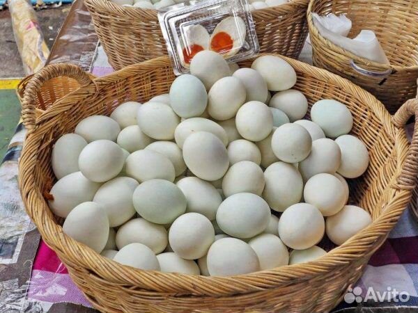 Утинные яйца купить на Зозу.ру - фотография № 1