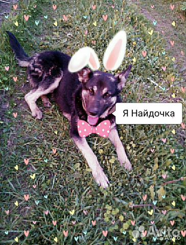 Ищет настоящий дом молодая собачка купить на Зозу.ру - фотография № 1