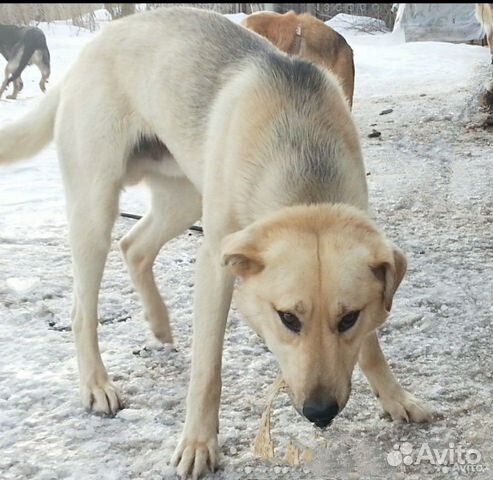 Рэкс ищет дом и честного хозяина