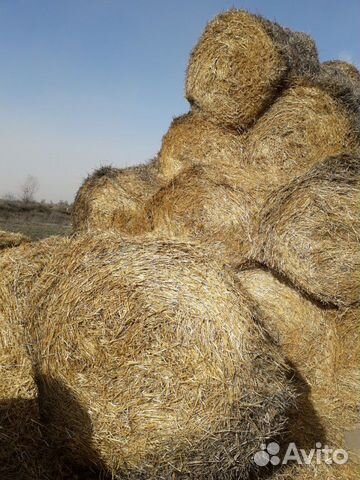 Солома :ячмень, пшеница купить на Зозу.ру - фотография № 8