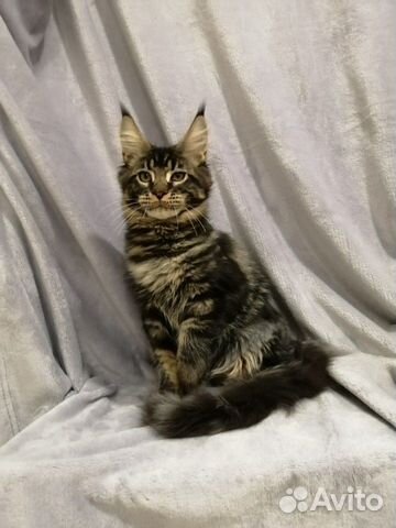 Котик мейн кун
