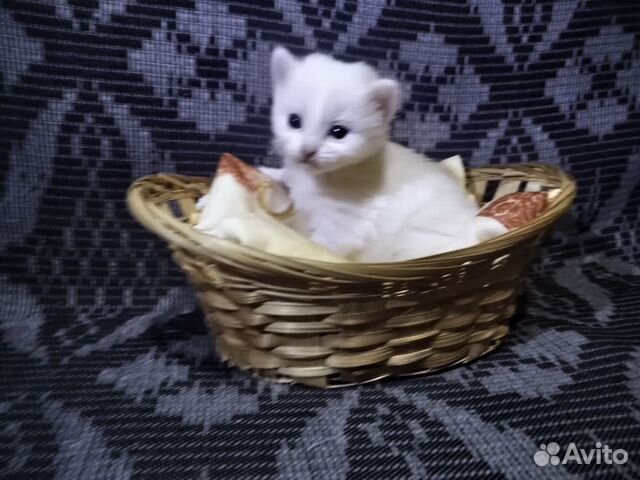 Продам котят (полуперсы) купить на Зозу.ру - фотография № 4
