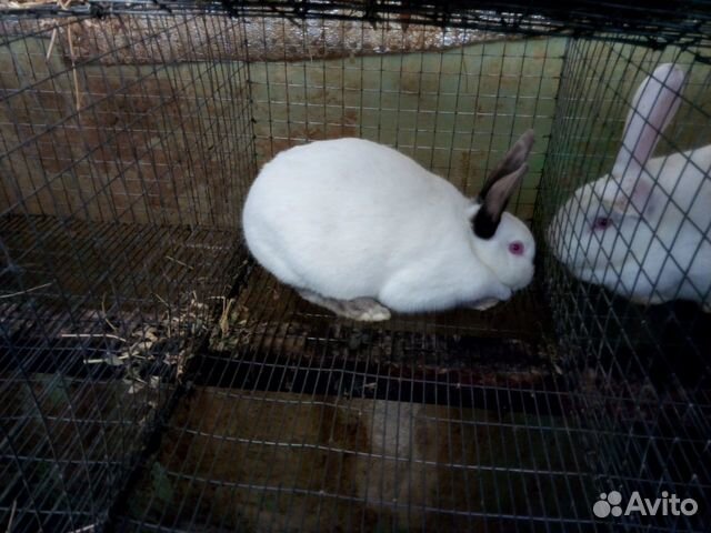 Кролики породы Хиплус (Hyplus) купить на Зозу.ру - фотография № 6