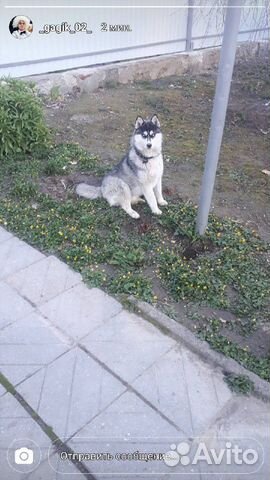 Продам хаску 2 года очень игривый и не опасный пес купить на Зозу.ру - фотография № 2
