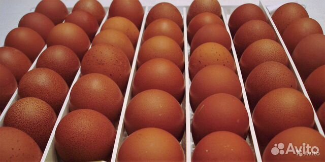 Купить инкубационное яйцо от производителя. Вельзумер яйцо. Вельзумер цыплята. Нидерландский производитель яиц. Куры вельзумер яйца.