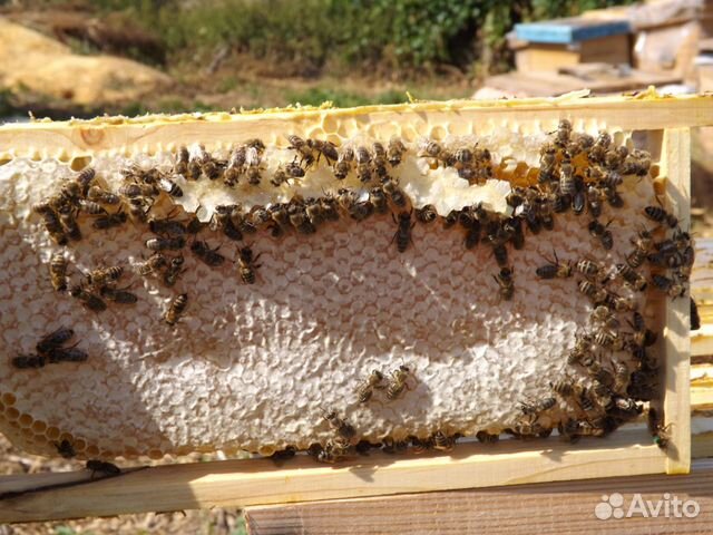 Пчеломатки 2020 от производителя купить на Зозу.ру - фотография № 7