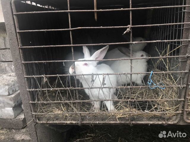 Кролики (крольчата) купить на Зозу.ру - фотография № 4