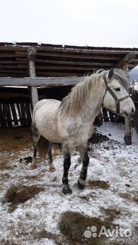 Конь, жеребец купить на Зозу.ру - фотография № 1