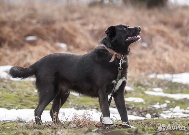 Активный и позитивный пёс ищет семью купить на Зозу.ру - фотография № 4