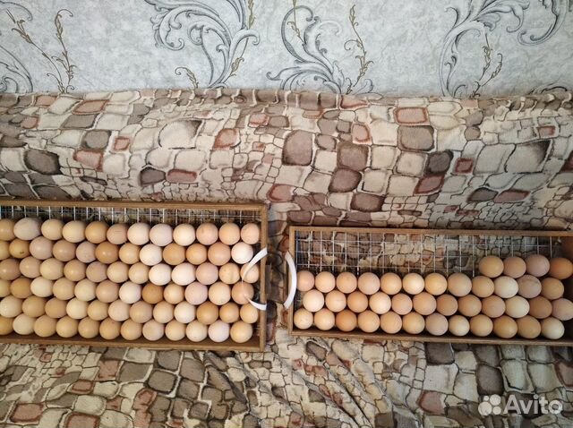 Инкубационное яйцо Джерсийский гигант, цыплята купить на Зозу.ру - фотография № 1