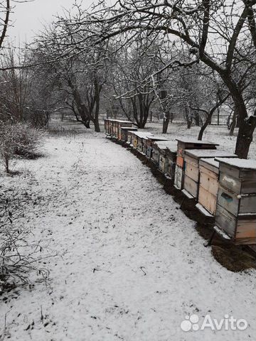 Пасека пчёлы купить на Зозу.ру - фотография № 1