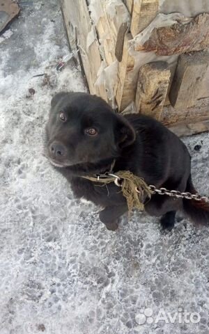 Отдам собаку в связи с переездом купить на Зозу.ру - фотография № 1