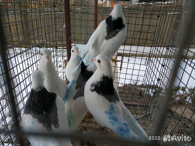 Продам голубей купить на Зозу.ру - фотография № 4