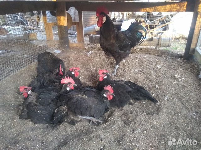 Барбезье,Остфризская чайка,цыплята,яйцо купить на Зозу.ру - фотография № 1