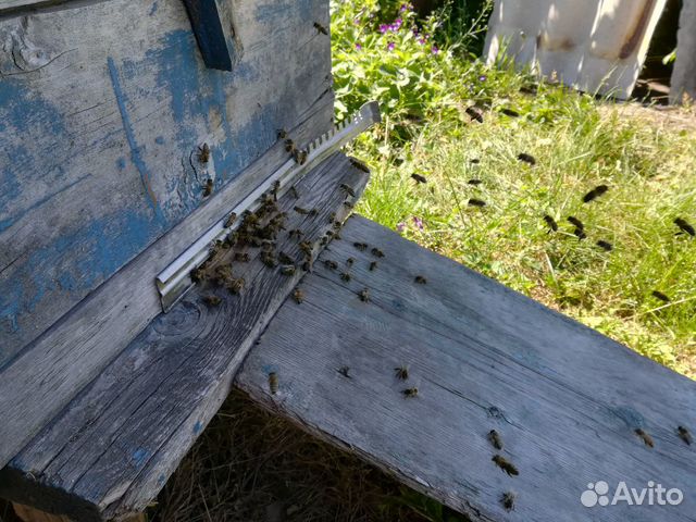 Пчелы породы Карпатка купить на Зозу.ру - фотография № 2